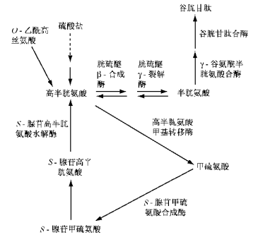 旭彩网