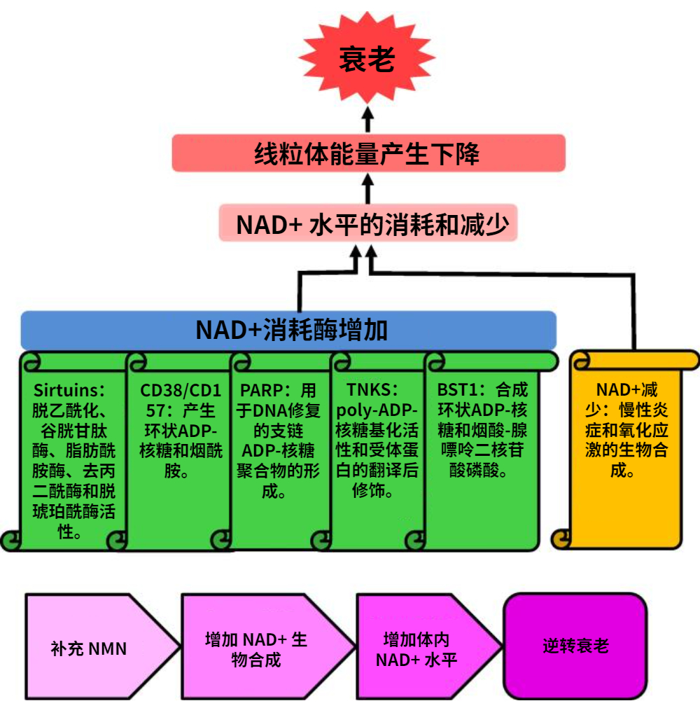 旭彩网