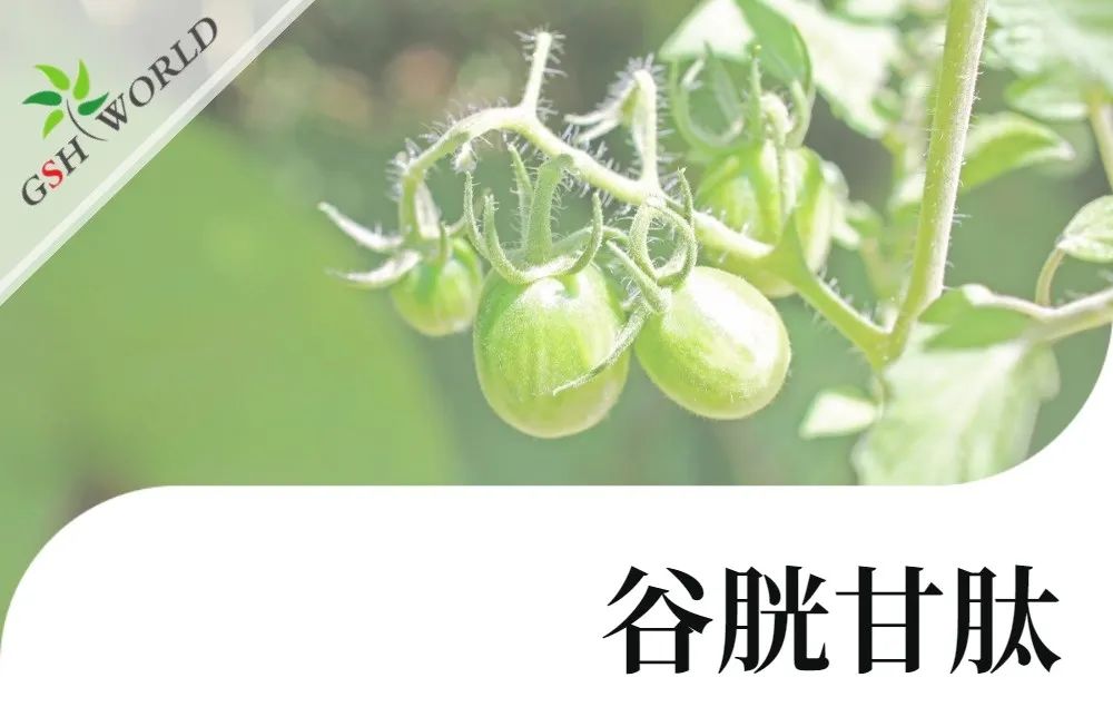 旭彩网