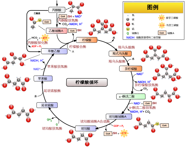 旭彩网